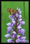 Mélitée des scabieuses sur Orchis militaire