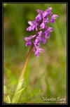 Orchis mâle