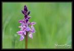 Orchis mâle
