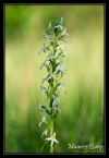 Orchis blanc (Platanthère à deux feuilles)