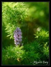 Orchis de Fuchs