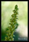 Orchis de l'homme pendu