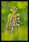 Orchis bouc