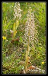 Orchis bouc