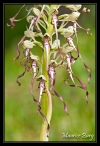 orchis_bouc 02