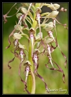 Orchis bouc