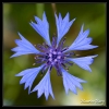 Bleuet