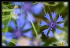 Bleuet