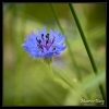 Bleuet