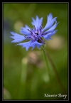 Bleuet