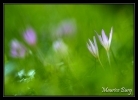 Colchiques d'automne