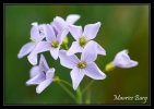 Cardamine des prés