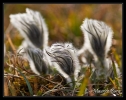 Anémones pulsatilles après la floraison