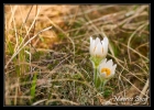 Anémones pulsatilles blanches