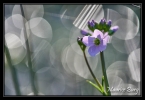 Fleurs des prés, fleurs des champs