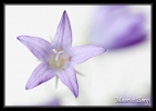 Etoile filante ! (campanule raiponce)