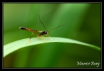 Ichneumon