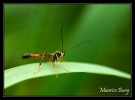 Ichneumon