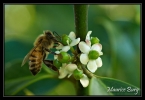 Abeille
