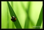 Coccinelle asiatique