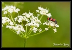 Clairon des abeilles (cléride)