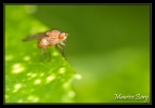 Mouche