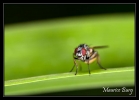 Mouche