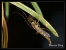 Chironome
