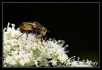 Mouche