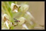 Mouche sur orchis bouc