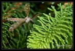 Tipule