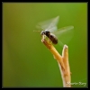 Fourmis ailées