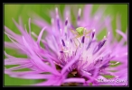 Paradis mauve! (puceron)