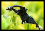 Lucane cerf-volant