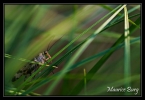 Panorpe, mouche scorpion