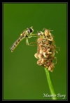 Syrphe