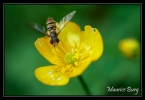 Syrphe