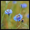 Syrphe sur bleuet