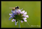 Syrphe