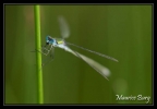 Lestes dryas