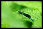 Calopteryx splendide