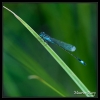 Agrion élégant