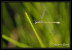Lestes dryas