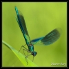 Calopteryx éclatant