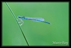 Agrion de Vander Linden