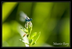 Agrion de Vander Linden