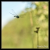 Anax imperator