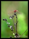 Sympetrum rouge sang