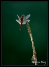Sympetrum rouge sang