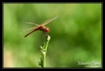 Sympetrum rouge sang